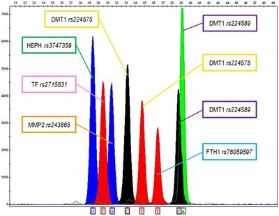 The role of single nucleotide polymorphisms related to iron homeostasis in mesothelioma susceptibility after asbestos exposure: a <mark class="highlighted">genetic study</mark> on autoptic samples
